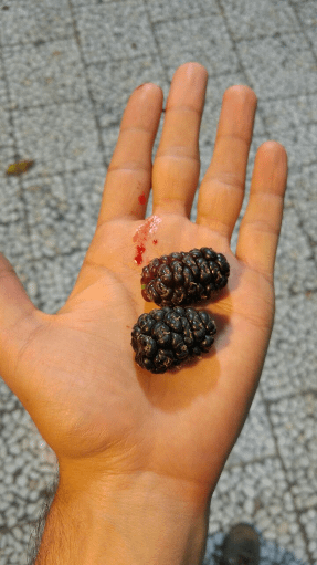 خانه آقای لاریجانی. محل گذر کوهنوردان در روستای رینه